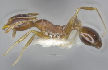 Media type: image;   Entomology 29067 Aspect: habitus lateral view